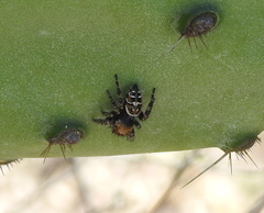 Phidippus carolinensis