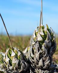 Haworthiopsis fasciata