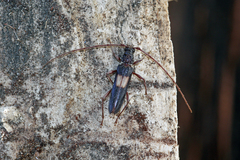 Epithora dorsalis