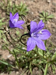 Campanula parryi