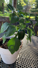 Capsicum annuum annuum