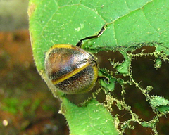 Epilachna circumcincta