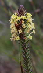 Struthiola mundii