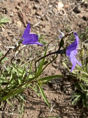 Campanula parryi