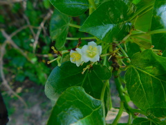 Jatropha vernicosa