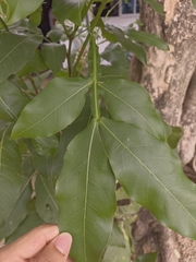 Melicoccus bijugatus