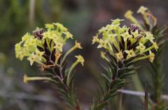 Struthiola mundii