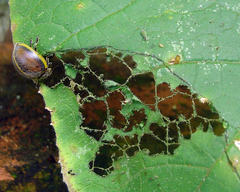 Epilachna circumcincta