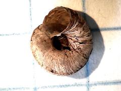 Oreohelix hemphilli