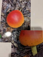 Amanita parcivolvata