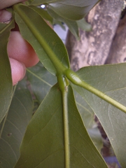 Melicoccus bijugatus