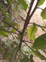 Melicoccus bijugatus