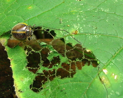 Epilachna circumcincta