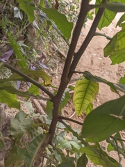 Melicoccus bijugatus