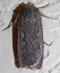 Spaelotis bicava