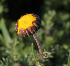 Foveolina burchellii