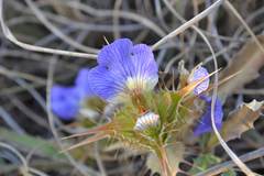 Blepharis subvolubilis