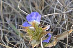 Blepharis subvolubilis