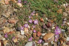 Disphyma dunsdonii