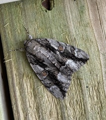 Catocala flebilis
