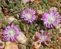 Disphyma dunsdonii