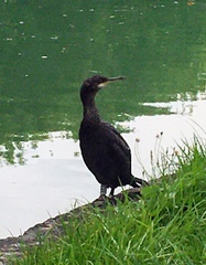 Gulosus aristotelis