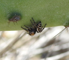Phidippus carolinensis