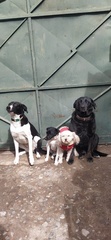 Canis familiaris