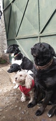 Canis familiaris