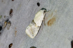 Ponometia acutus