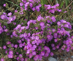 Drosanthemum asperulum