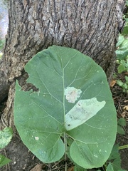 Calycomyza flavinotum