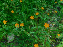 Kallstroemia peninsularis