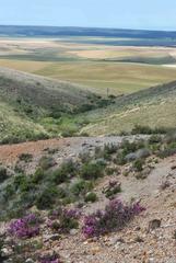 Drosanthemum asperulum