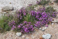 Drosanthemum asperulum