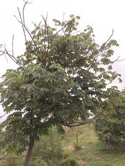 Sterculia apetala