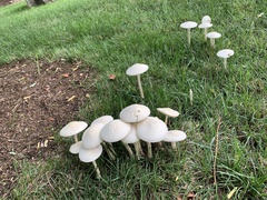 Saproamanita thiersii