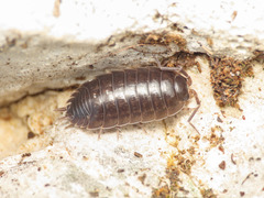 Porcellio glaberrimus