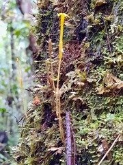 Voyria