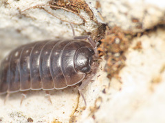 Porcellio glaberrimus