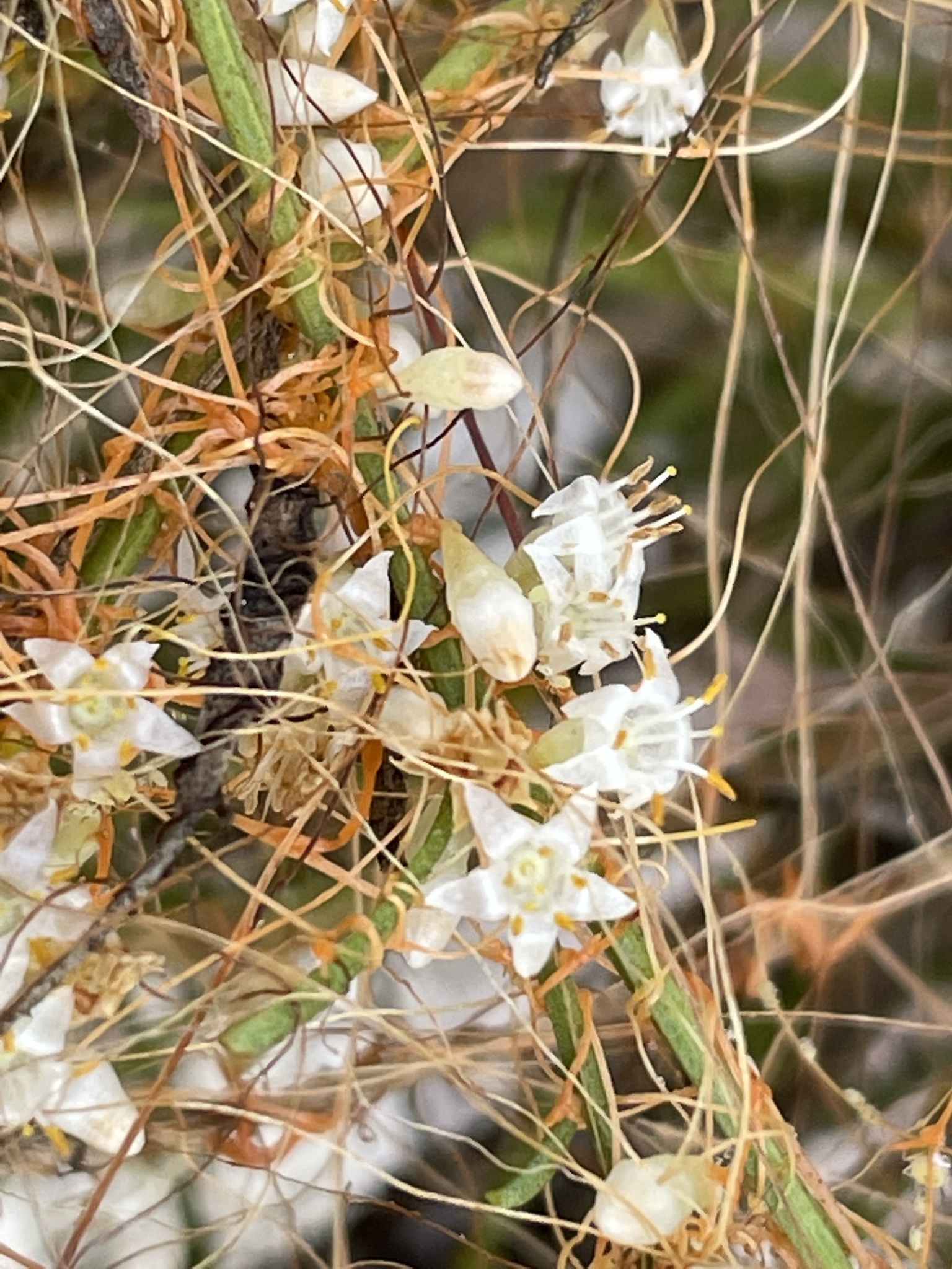 Cuscuta californica