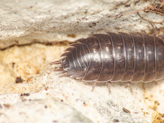 Porcellio glaberrimus