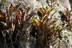 Vriesea guttata