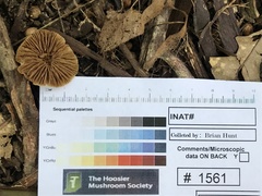 Inocybe margaritispora