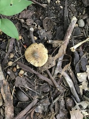 Inocybe margaritispora