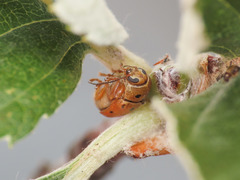 Cryptocephalus octomaculatus