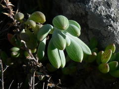Curio crassulifolius