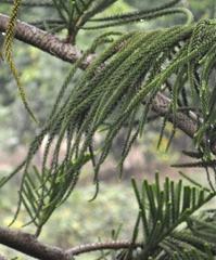 Araucaria columnaris