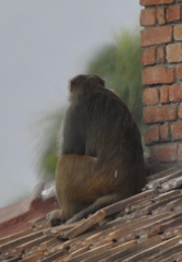 Macaca mulatta