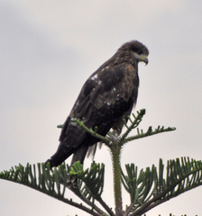 Milvus migrans